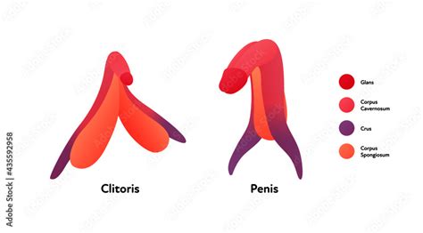 clitorious|Clitoris .